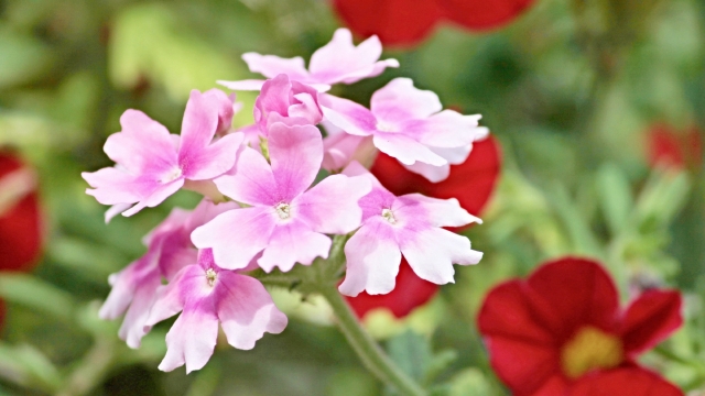 美女樱高清桌面壁纸