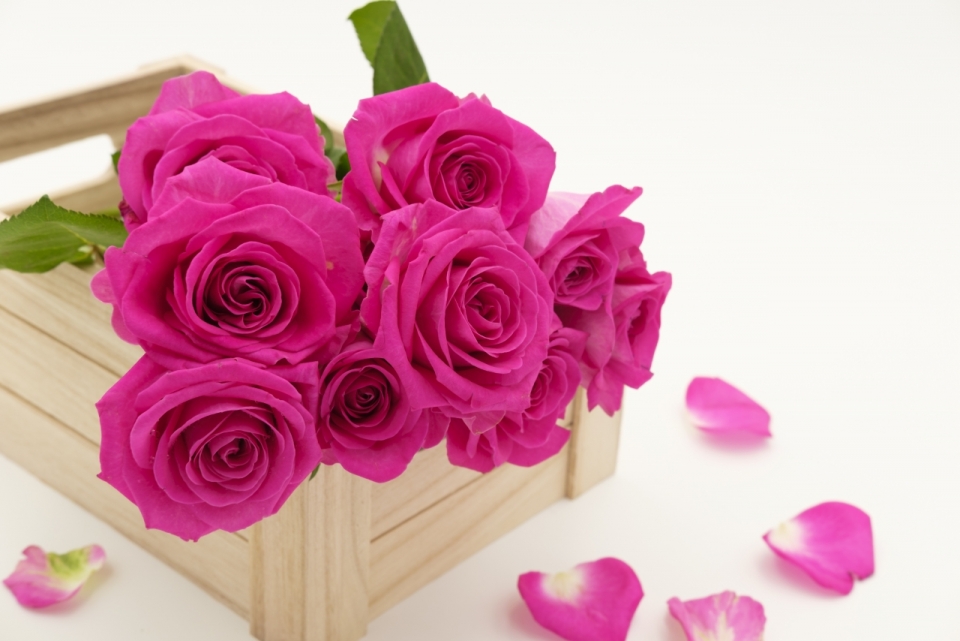 微距摄影_桌上木盒中的粉色玫瑰
