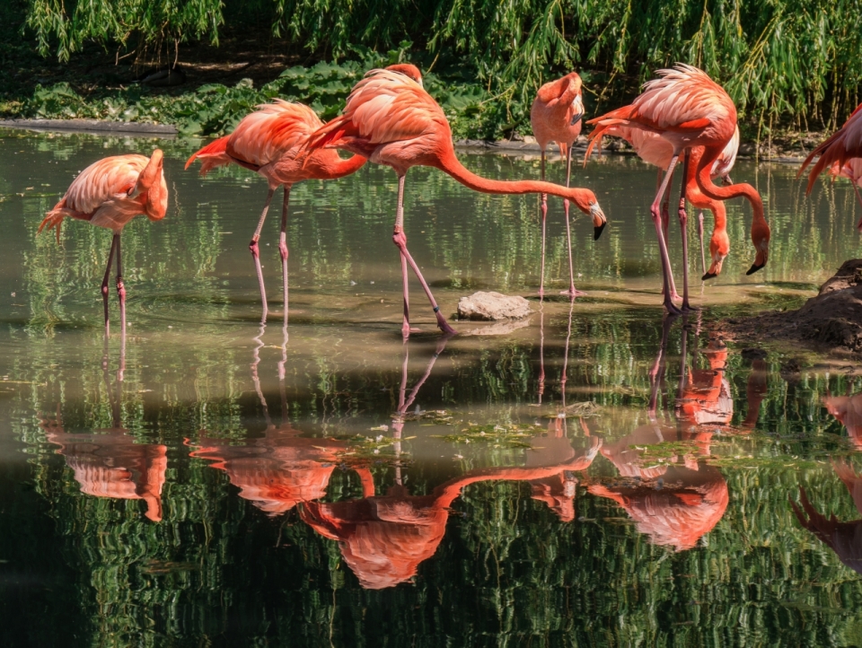 阳光自然湖泊野生红色火烈鸟动物