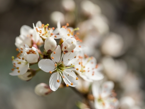 虚化背景户外梨树树枝上白色梨花