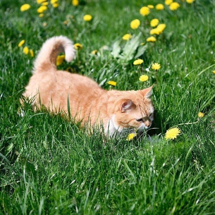 唯美清新草丛里的猫图片