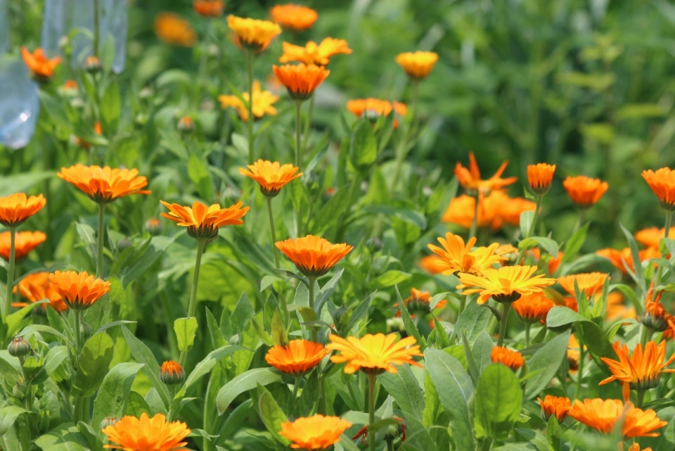 摄影基础_户外橙色花朵绿色叶子自然花丛