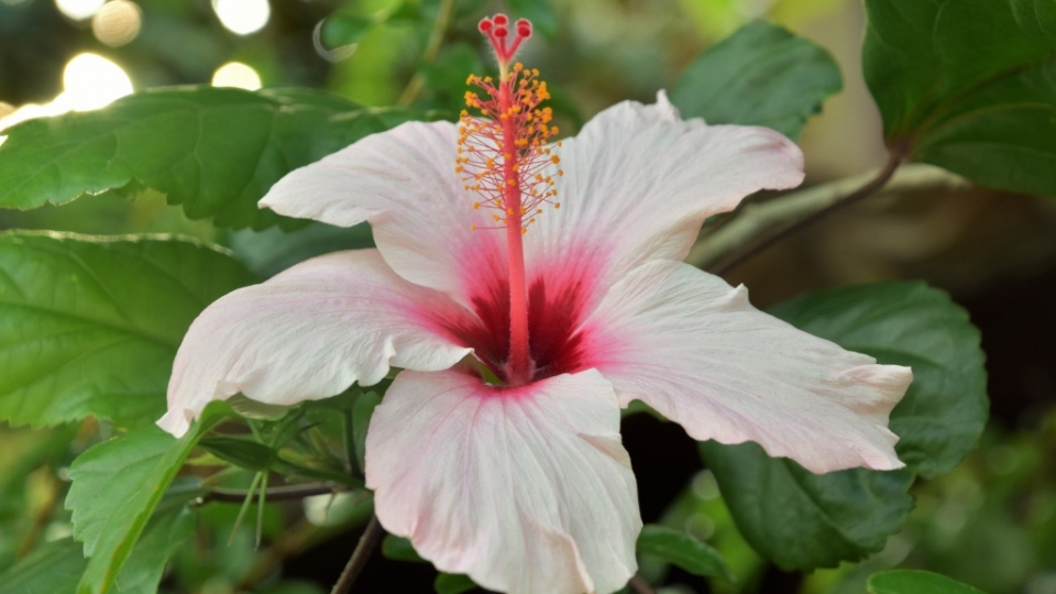 芙蓉花无水印电脑桌面高清壁纸图片