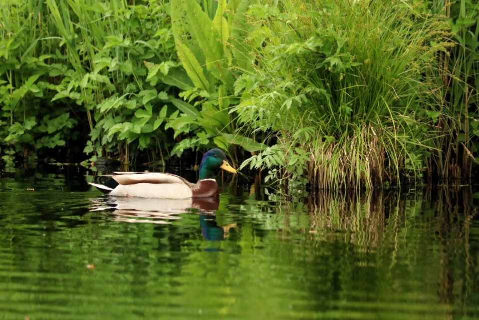 自然绿色植物边湖泊内野生鸭子动物