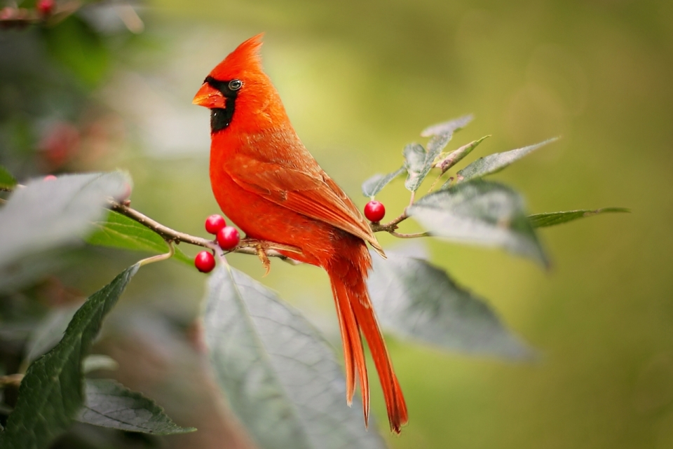站在红色果子树枝上面的北美红雀