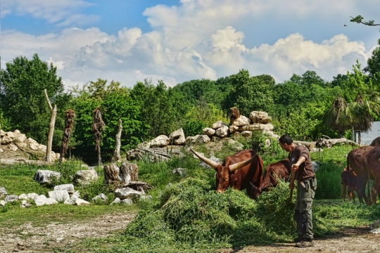 野外树林边农场饲养牛羊动物外景