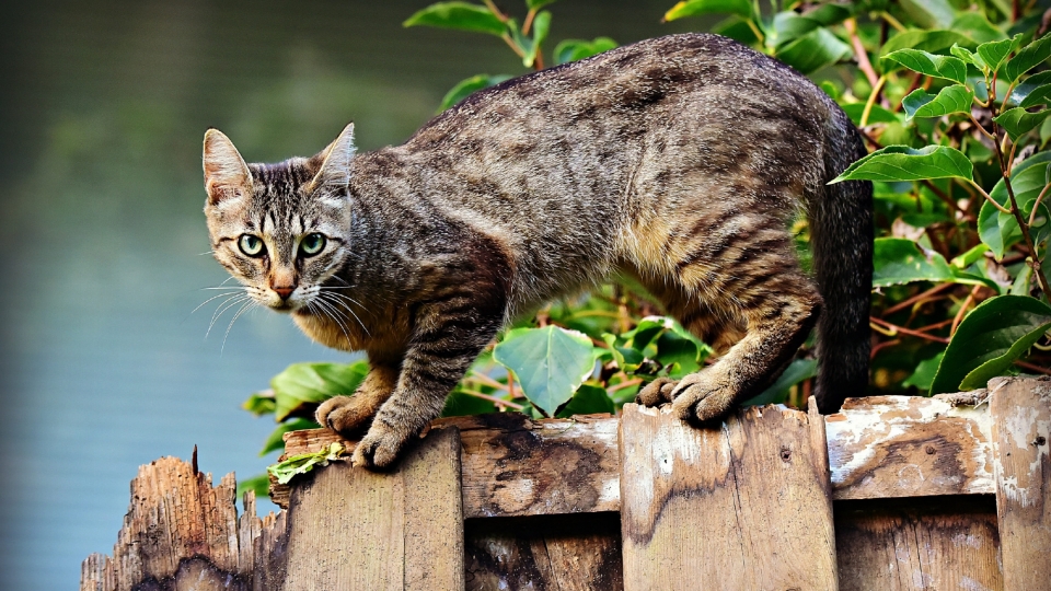 可爱的猫咪无水印电脑桌面壁纸