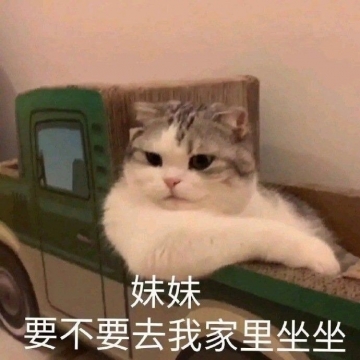 幽默搞笑小猫咪图片