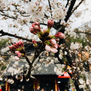 春天公园梅花盛开近景美拍