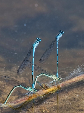 池塘清澈溪流边矗立蜻蜓昆虫倒影