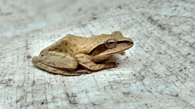 一只趴在大理石地板上的无声囊泛树蛙