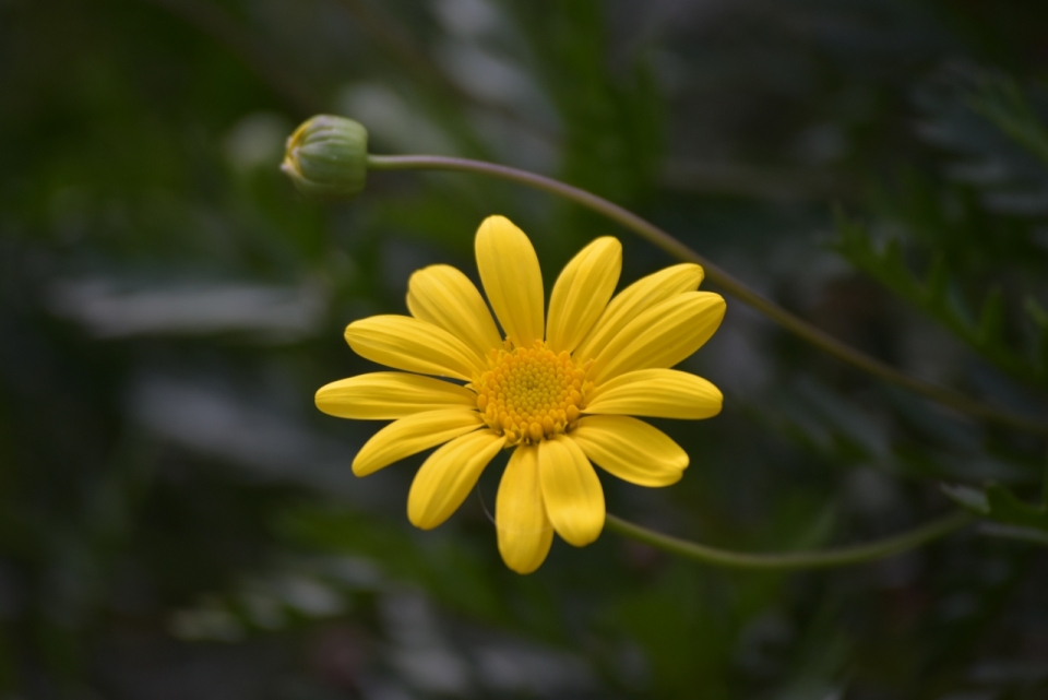虚化背景户外黄色花朵绿色枝干植物