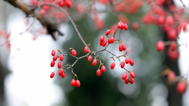 山茱萸高清桌面壁纸