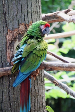 户外自然树木树干彩色巨大鹦鹉