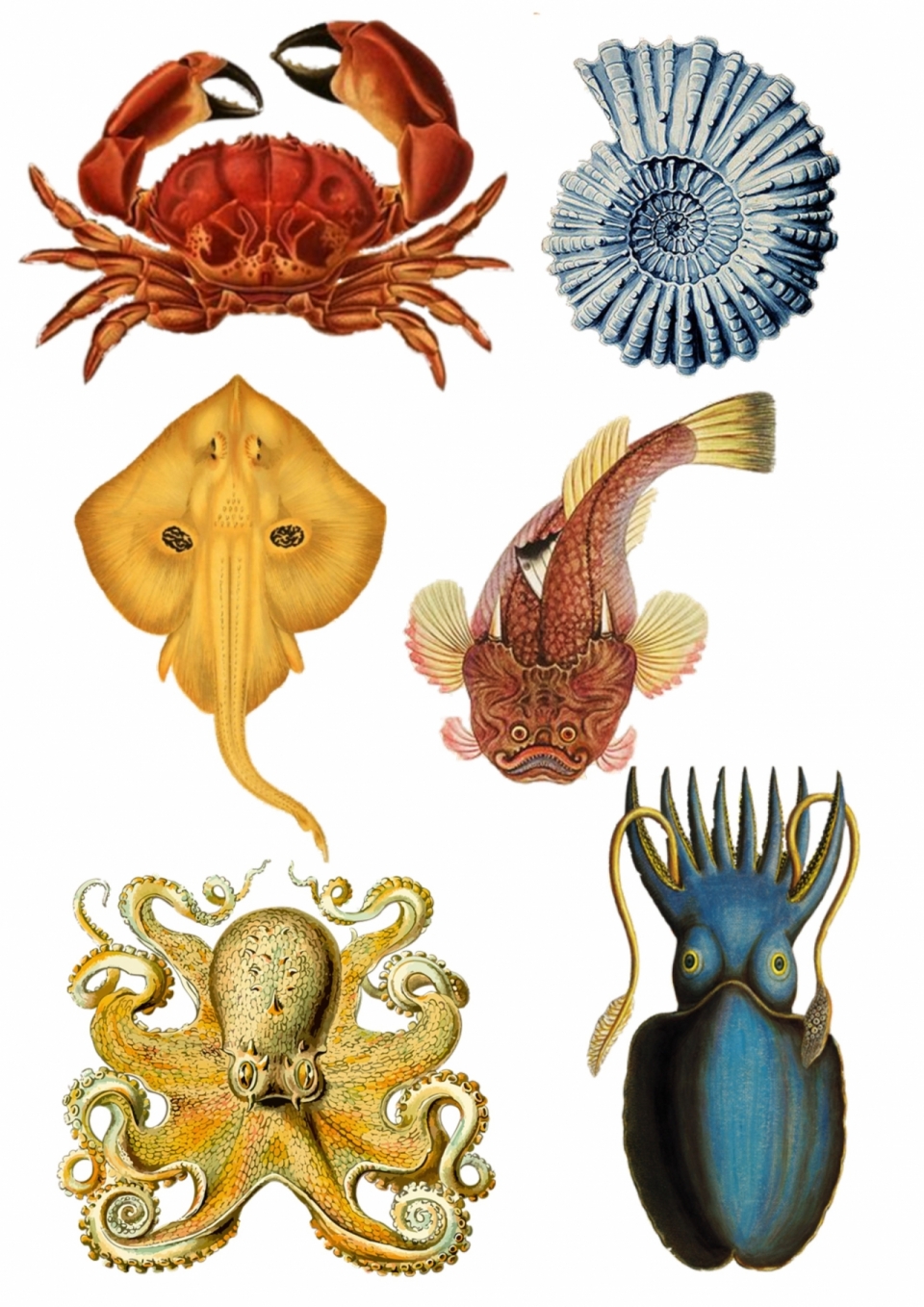 海洋生物贝壳螃蟹和章鱼平面图片