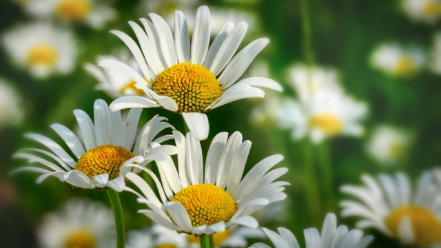 雏菊清新洁白自然风光优美风景高清桌面壁纸