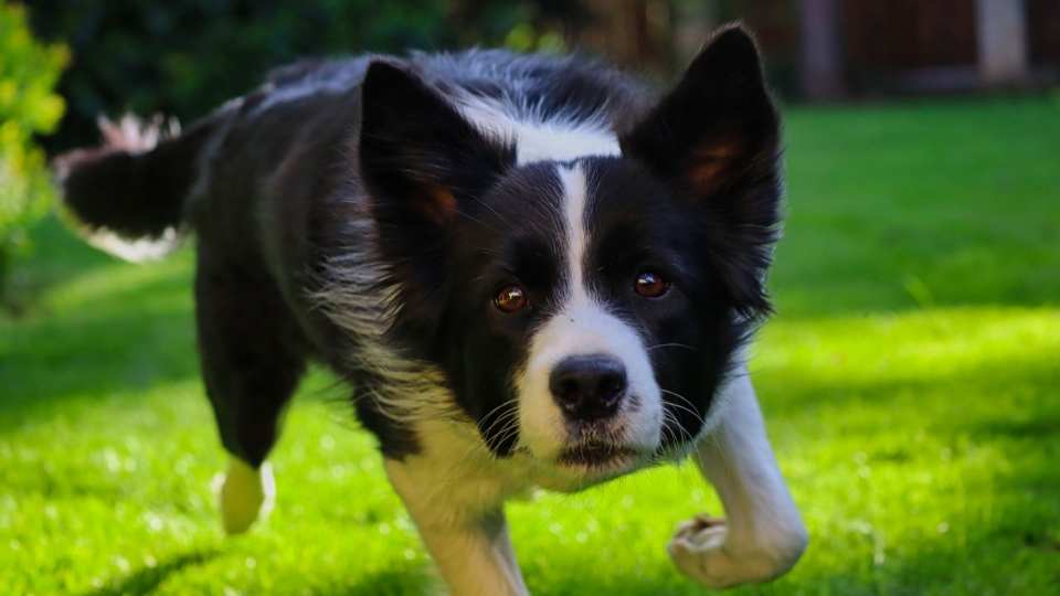 高清边境牧羊犬桌面壁纸