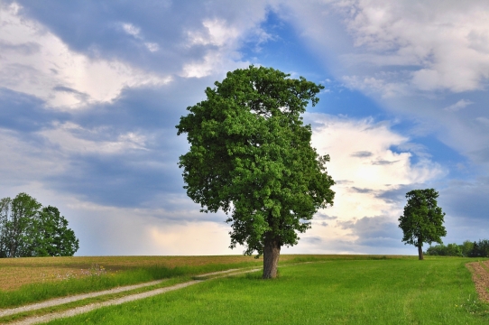 郊外田野草地生长高大树木绿植