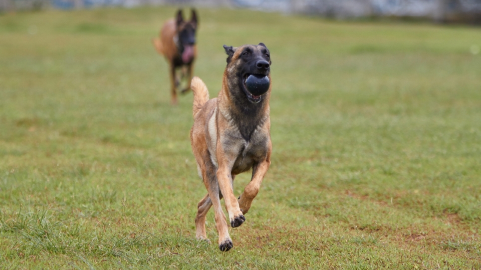 马里努阿犬高清桌面壁纸