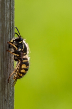 攀爬植物树干蜜蜂昆虫高清特写