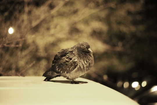 夜晚站在前车盖上的鸽子