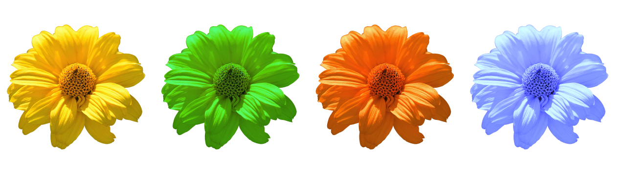 白色背景黄色蓝色绿色橙色鲜花摄影