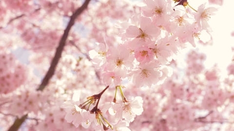 樱花绚丽浪漫美丽漂亮自然风光高清壁纸