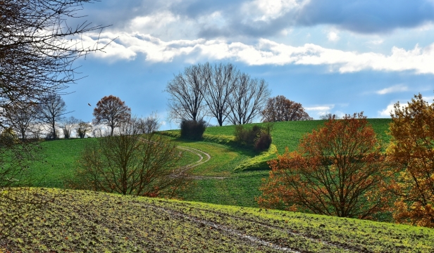 蓝天白云下长满绿色植物的草坪