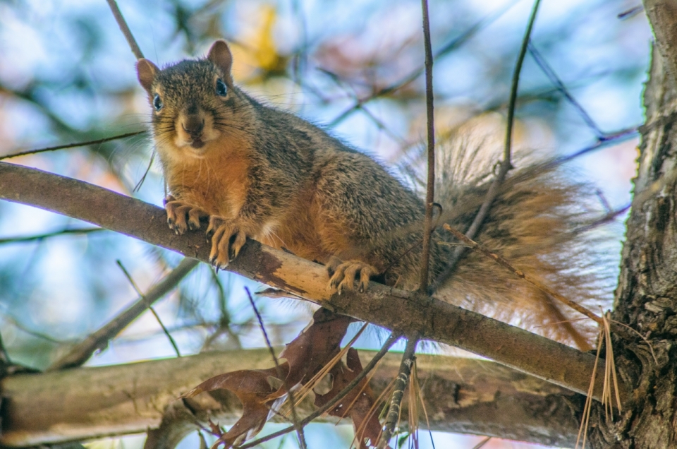 趴在松树树枝上四处张望的可爱松鼠