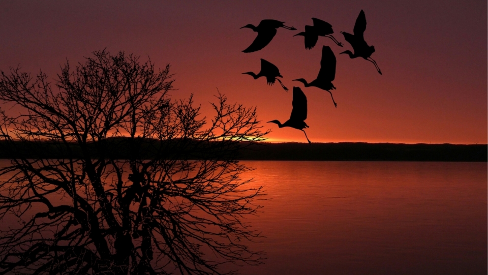 黄昏落日巨大湖泊飞翔候鸟光影景色