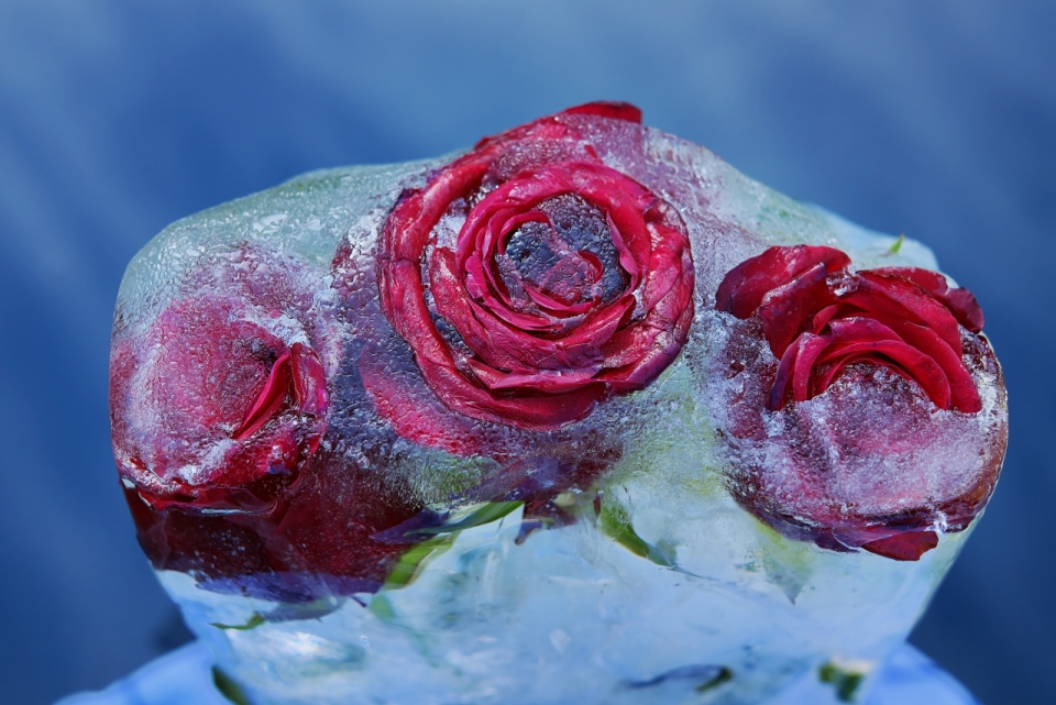 昏暗室内冰块里新鲜红色花朵玫瑰