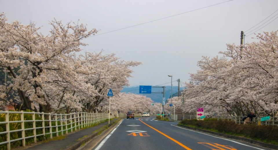 日本樱花长廊赏花季节风光美景