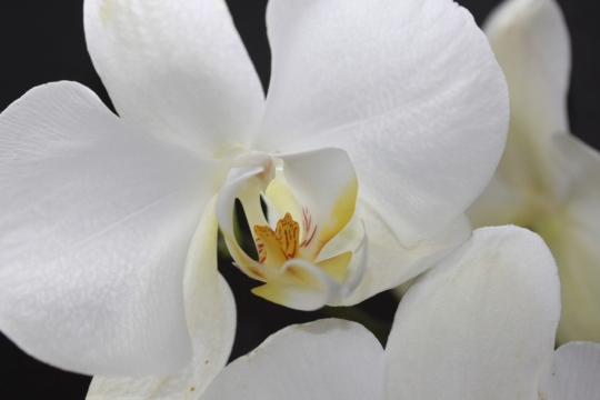 微距摄影_清新洁白花朵黄色花蕊微距特写