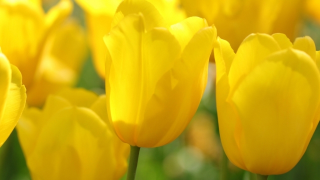 唯美植物郁金香高清桌面壁纸