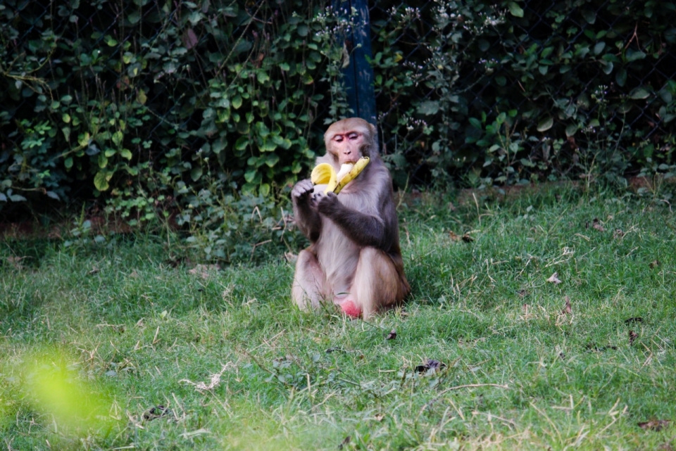 树林前草地上吃香蕉的猕猴摄影
