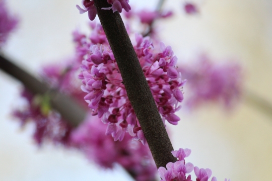 户外自然树木树枝紫色自然花朵