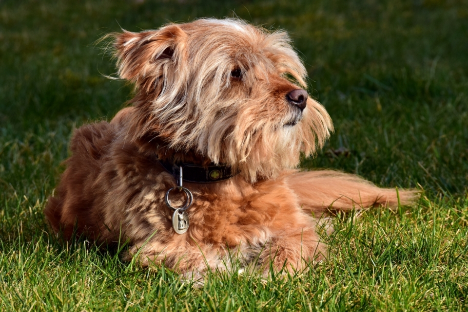 阳光自然绿色草坪上棕色可爱长毛宠物狗