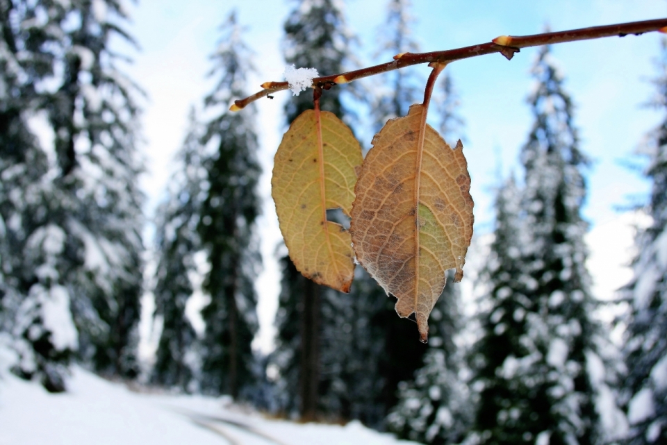 背景虚化雪地树林和枯黄的叶子