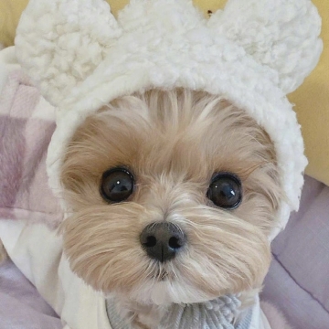 宠物狗狗唯美写真图片