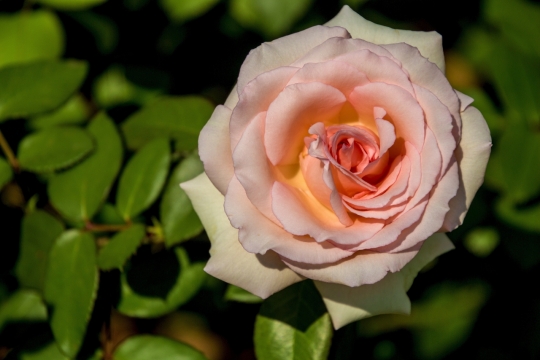 自然户外绿色叶子粉色花朵玫瑰植物