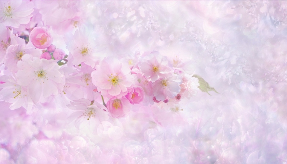 粉色光斑背景下的粉红色花瓣花朵背景