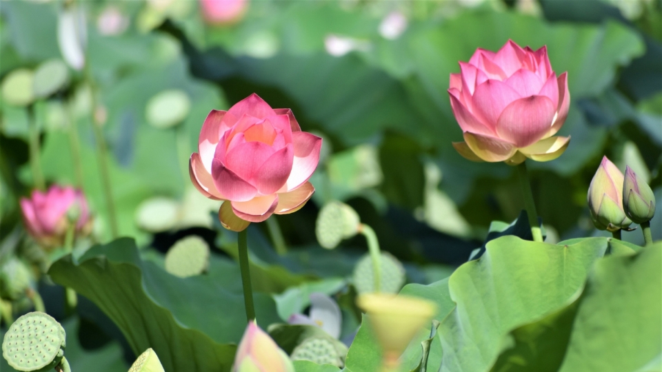 清新护眼荷花高清桌面壁纸