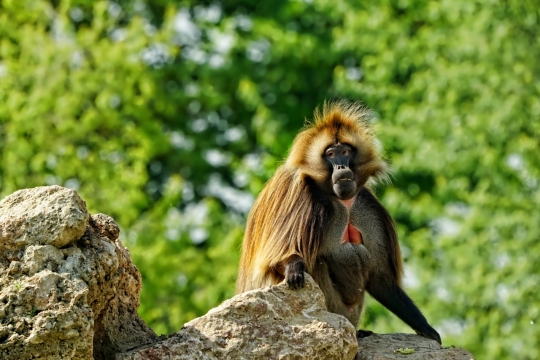 树林礁石顶部蹲坐长毛猴外景