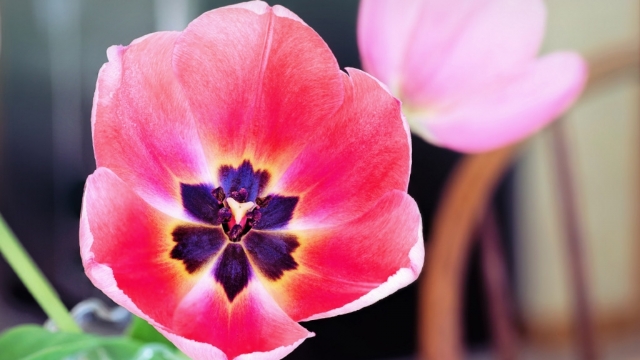 唯美植物郁金香高清桌面壁纸