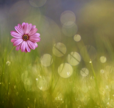 户外绿色草地间紫色花朵植物