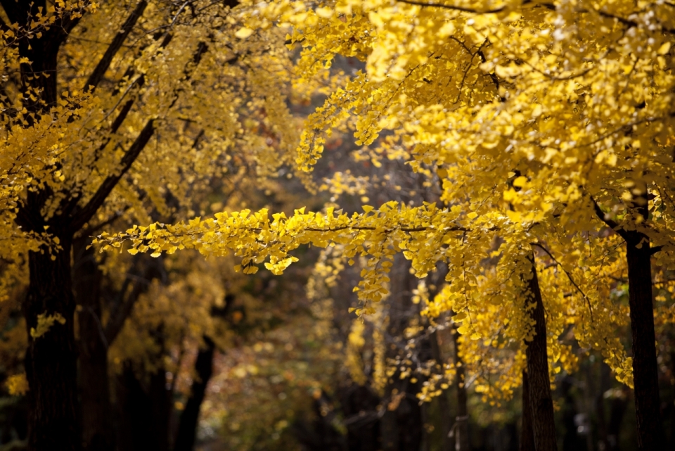 秋天树叶泛黄的银杏树树林