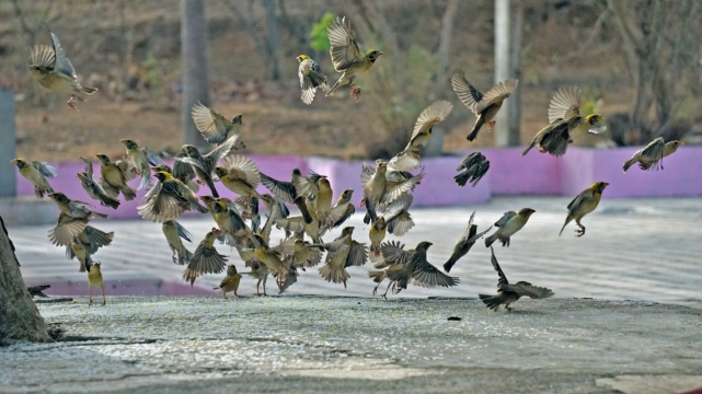 广场空地聚集鸟类动物外景
