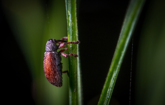 昆虫树叶绿色近距离壁纸护眼生物控