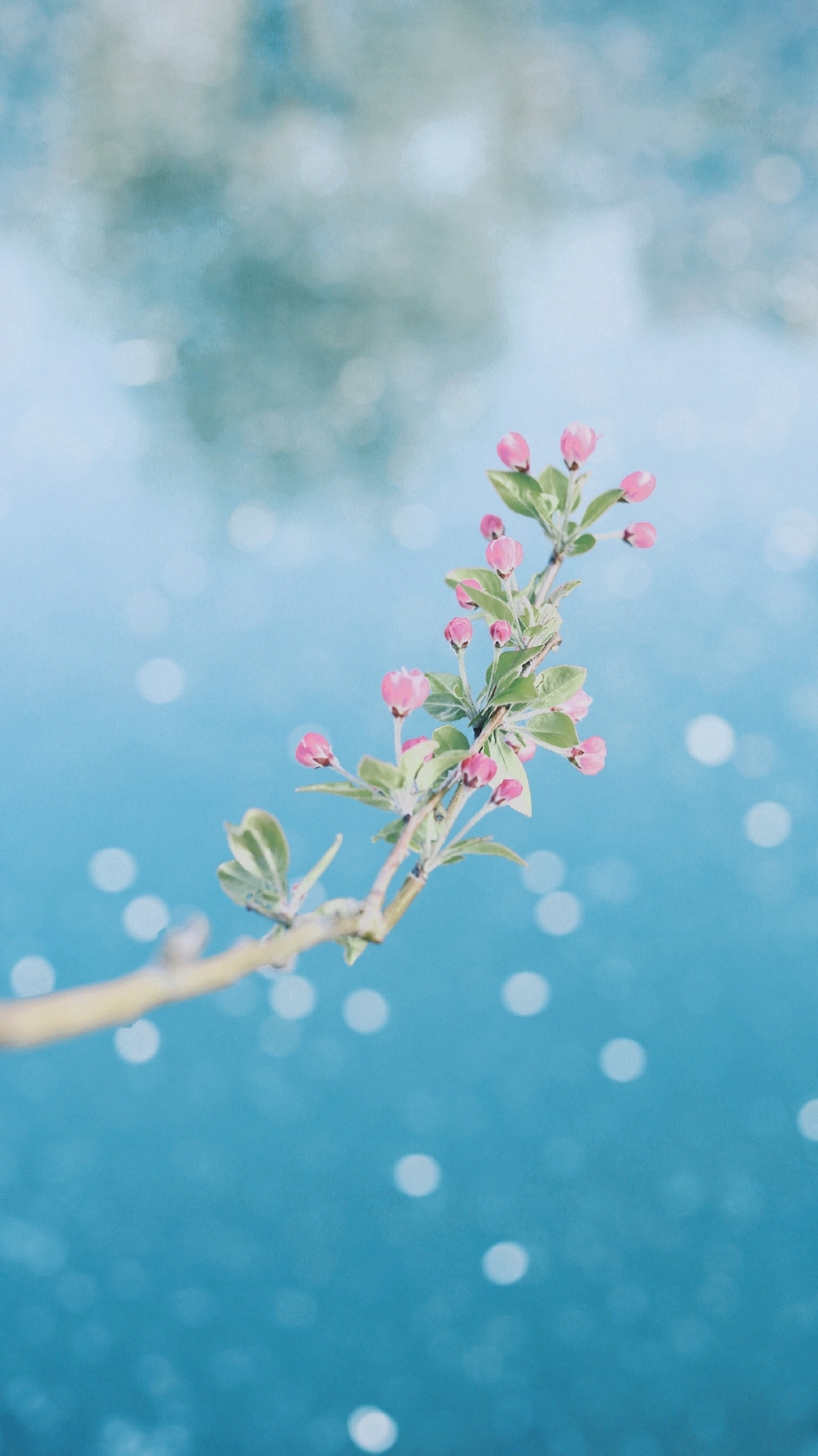 唯美花海写真图片