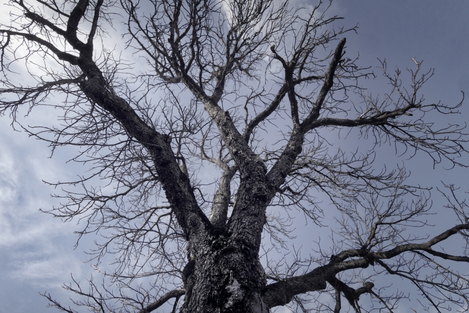 阴天天空繁杂树枝自然树木